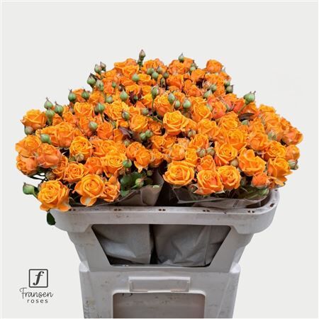 R Tr Orange Queen 70cm