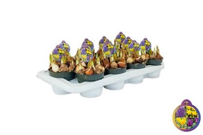 Cocktail Yellow Design