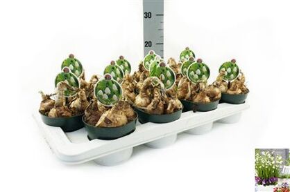 Leucojum Aestivum Brides Maid