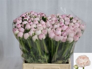 Ran Cloni Ex Lady Hanoi Pink