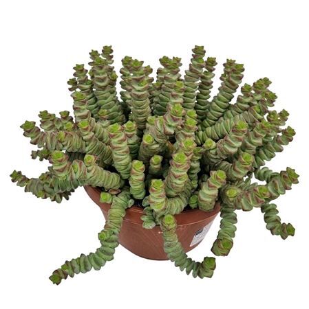 Crassula Marnieriana Hottentot *