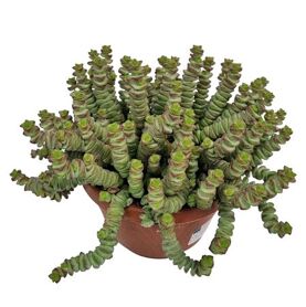Crassula Marnieriana Hottentot *