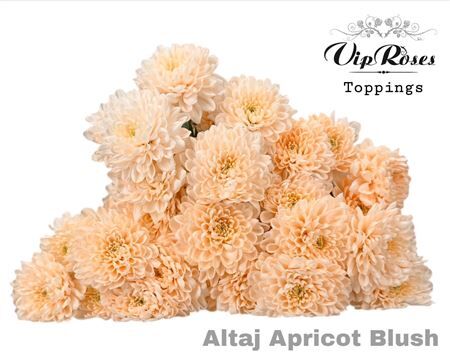 Chr T Altaj Apricot Blush