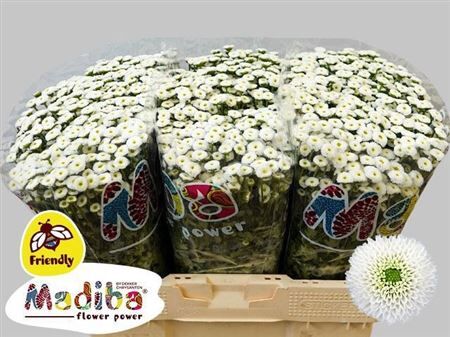 Chr S Mad Ideal Whit