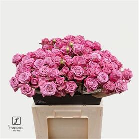 R Tr Purple Queen 60cm