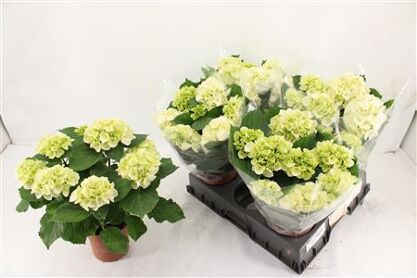 Hydr M Schneeball 7+