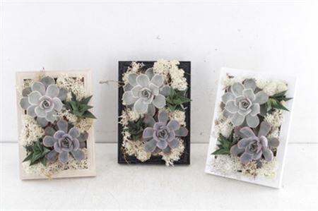 Arr3 De Rootless Succulent - Photo Frame