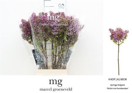 Syr V R V Horstenst 4