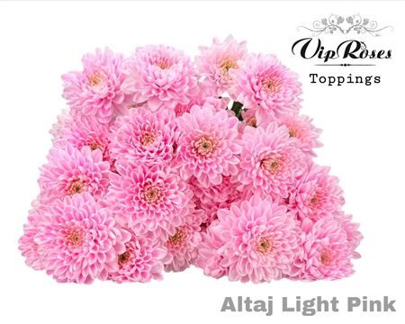 Chr T Altaj Light Pink