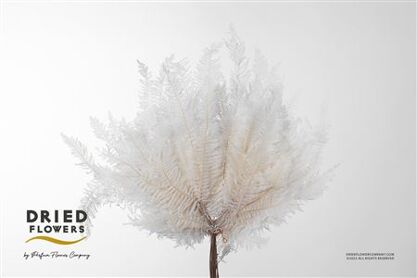 Dried Bleached Coral Leaf