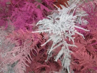 Asp Extra Veer Love Mix