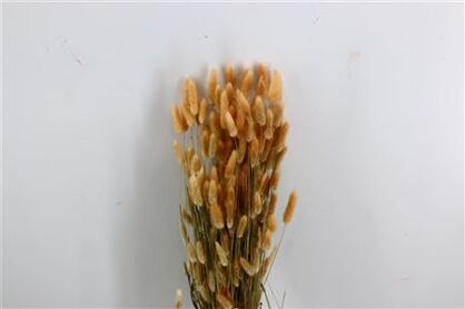 Dried Lagurus Natural Bunch 200gr