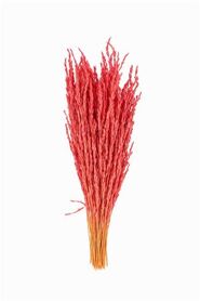 Dried Rice Oryza Pink Bunch