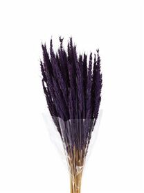 Dried Pinion Grass Purple Bunch