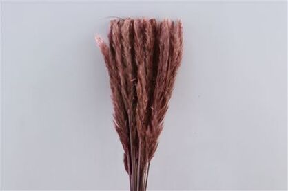 Dried Fluffy Pampas Light Pink 20pcs Bunch