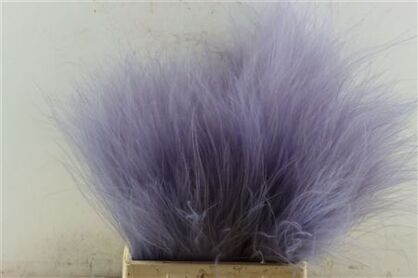 Dried Stypha Lavender(10 Toef) Bunch