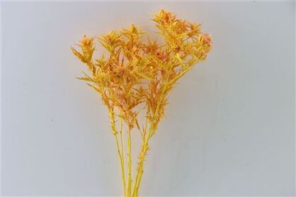 Dried Artz Cardi Gaugain Bunch Slv