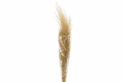 Dried Munni Grass Natural Bunch Slv