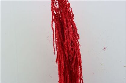 Pres Amaranthus Caud Red Bunch