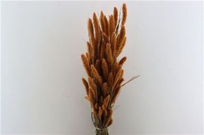 Dried Setaria X5 Frosted Salmon Bunch