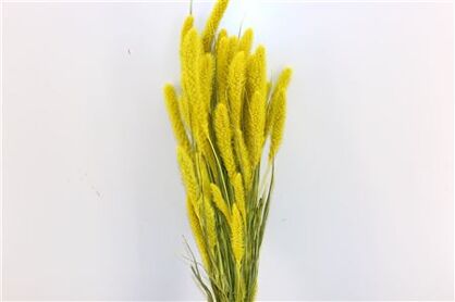 Dried Setaria X5 Yellow Bunch