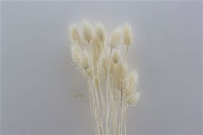 Dried Cardi Stella Bleached Bunch Slv