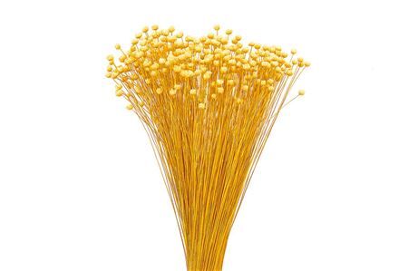 Dried Jazilda Natural Bunch Slv