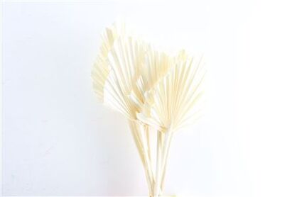 Dried Palm Spear 10pcs Bleached Bunch