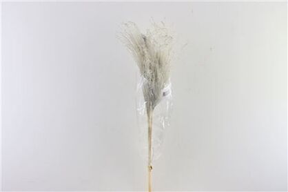 Dried Stipha Feather Grey Large Bunch