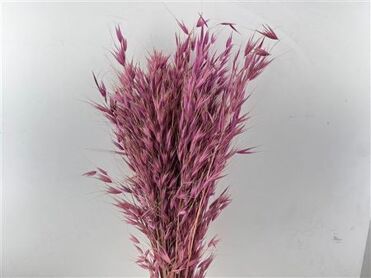 Dried Avena Salv Purple Bunch