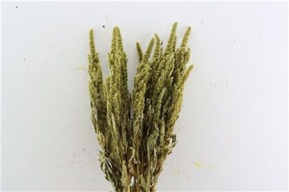 Dried Amaranthus Green Bunch