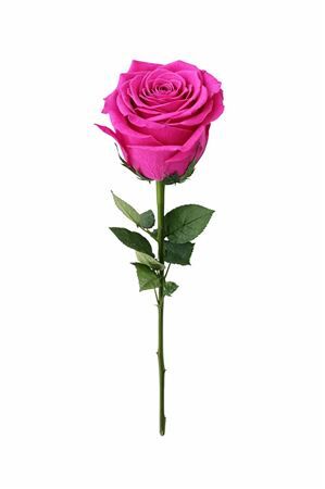 Ro Pres Stem 50cm Fuchsia