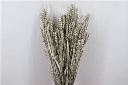 Dried Triticum Platina Bunch