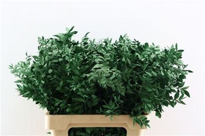 Pres Ruscus Applegreen P Stem