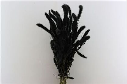Dried Setaria X5 Black Bunch