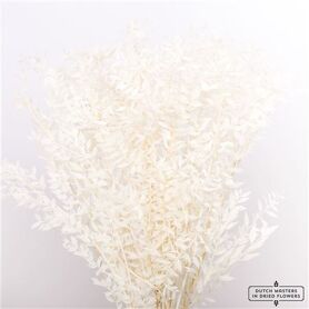 Pres Ruscus Bleached P Stem