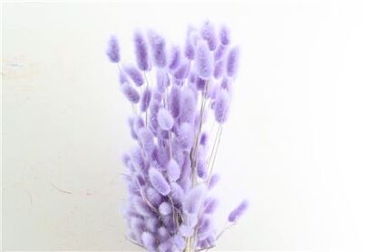 Dried Lagurus X5 Milka Bunch