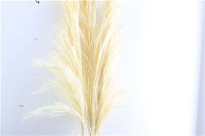 Dried Cortaderia Pampas Bleached 140cm