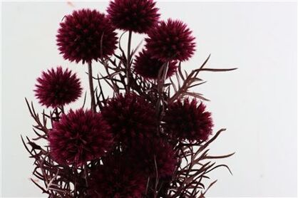 Pres Echinops 10pc Dark Pink Bunch
