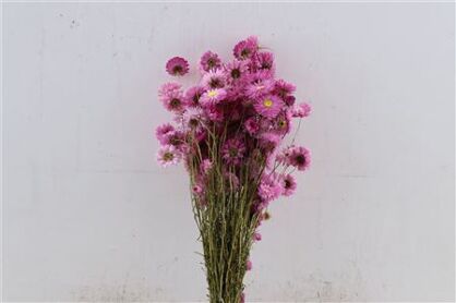 Dried Acroclinium Nat Pink Bunch