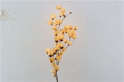 Dried Bougainvillea X5 55cm Salmon Bunch