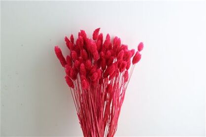 Dried Phalaris X5 Cerise Bunch