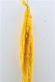 Pres Amaranthus Caud Yellow Bunch