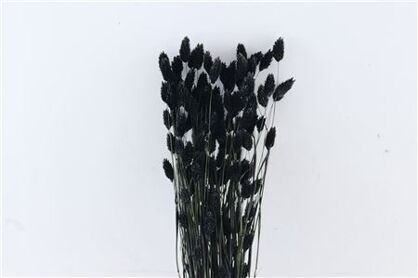 Dried Phalaris Black Bunch