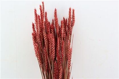 Dried Triticum X5 Red Bunch