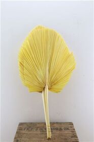 Dried Palm Spear 3pc Xxl Bl Yellow Bunch