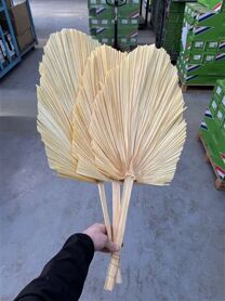 Dried Palm Spear 3pc Xxl Bl Naturel Bunch