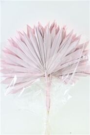 Dried Palm Sun 6pc Light Pink Bunch