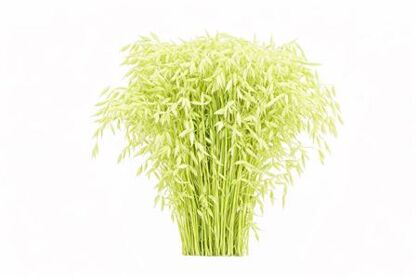 Dried Chasmantium Creme P Stem