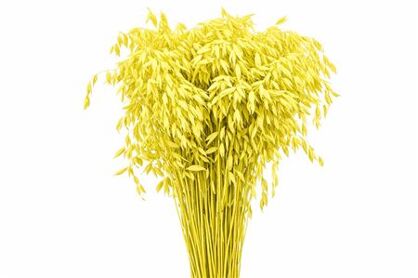Dried Chasmantium Yellow P Stem
